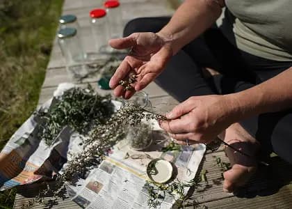 Hands sorting green herbs on wooden surface